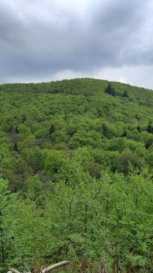 Appartamento Gruene Glocke Altenau  Esterno foto